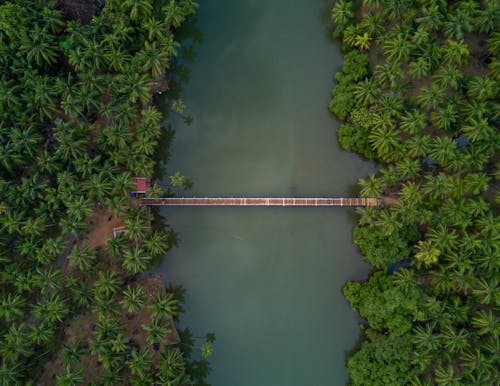 免费 连接两个森林的棕色木脚桥的航拍 素材图片
