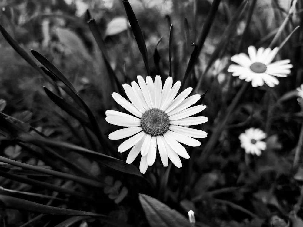 Grayscale Photo of White Daisies