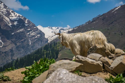 White Animal on Cliff at Daytime