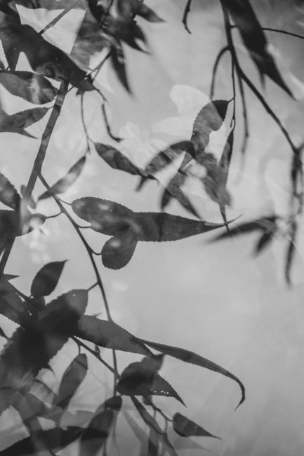 Artistic black and white reflection of leaves creating a tranquil scene.