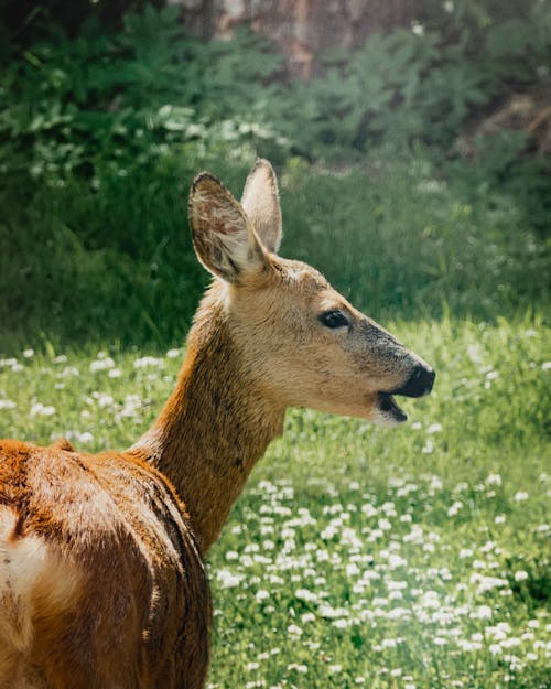 Free Brown Deer on Green Grass Stock Photo