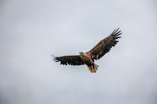 Free Brown Eagle Flying in the Sky Stock Photo