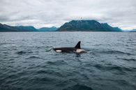Black Whale on Blue Sea Under White Clouds