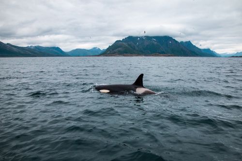 Free Majestic orca swimming against mountain backdrop in Nordland, Norway. Stock Photo