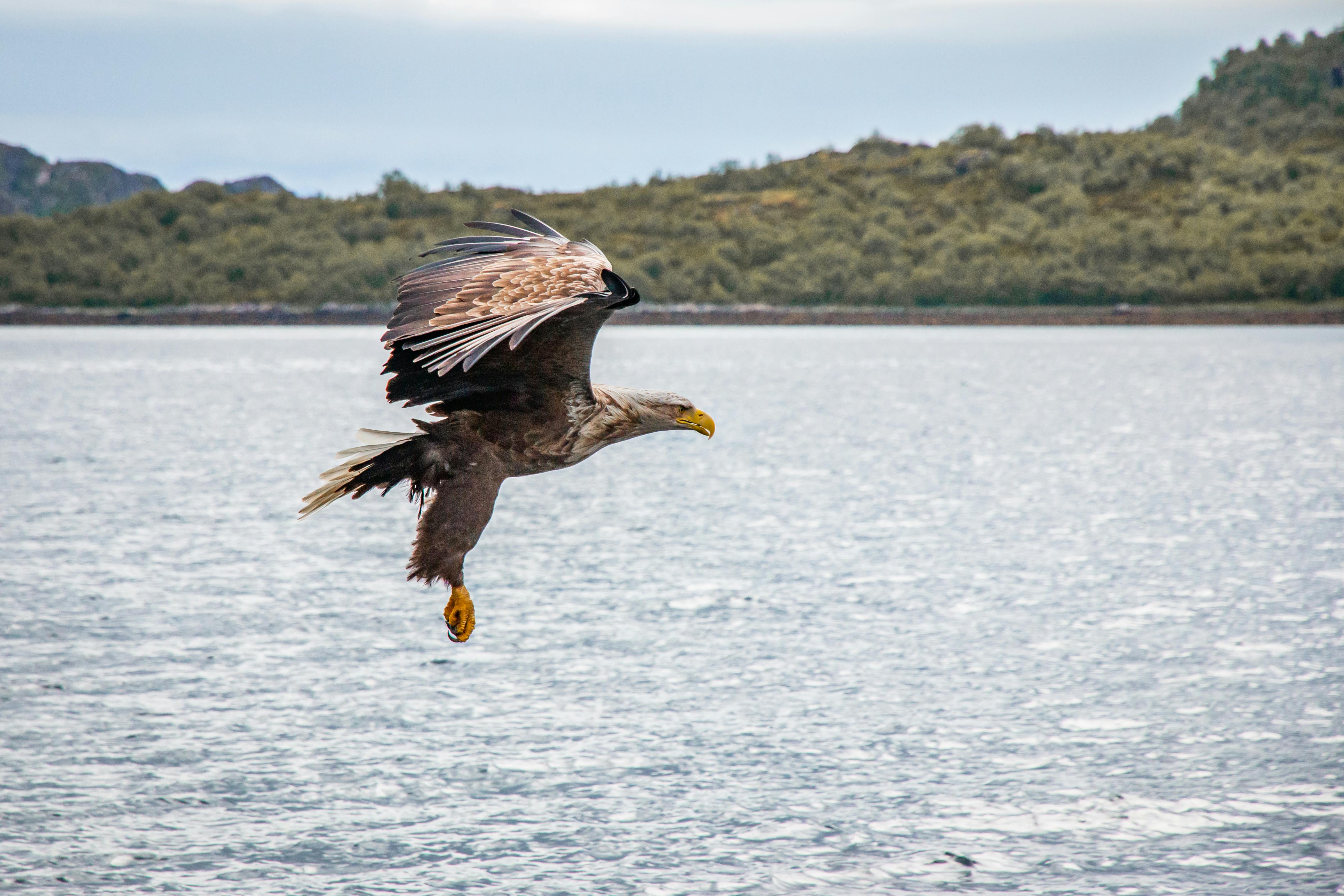 White-Tailed Eagle Fishing — Isle of Mull Scotland