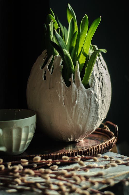 Free Green plant in ceramic pot with cup placed on trail Stock Photo