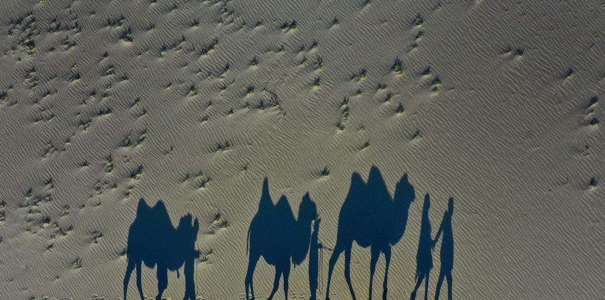 Long shadows of a camel caravan stretched across rippled sand dunes in Nubra Valley