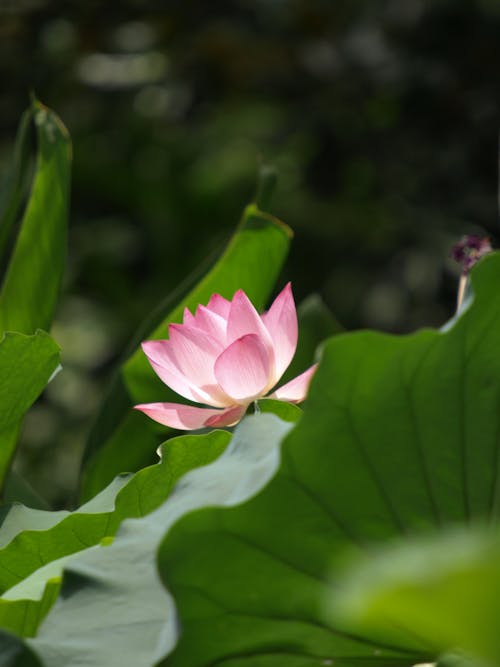 A Pink Lotus Flower in Bloom 