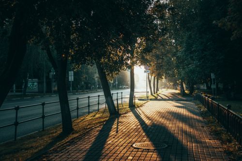 Free Sunlight filters through trees onto a peaceful, paved walkway in a tranquil street. Stock Photo