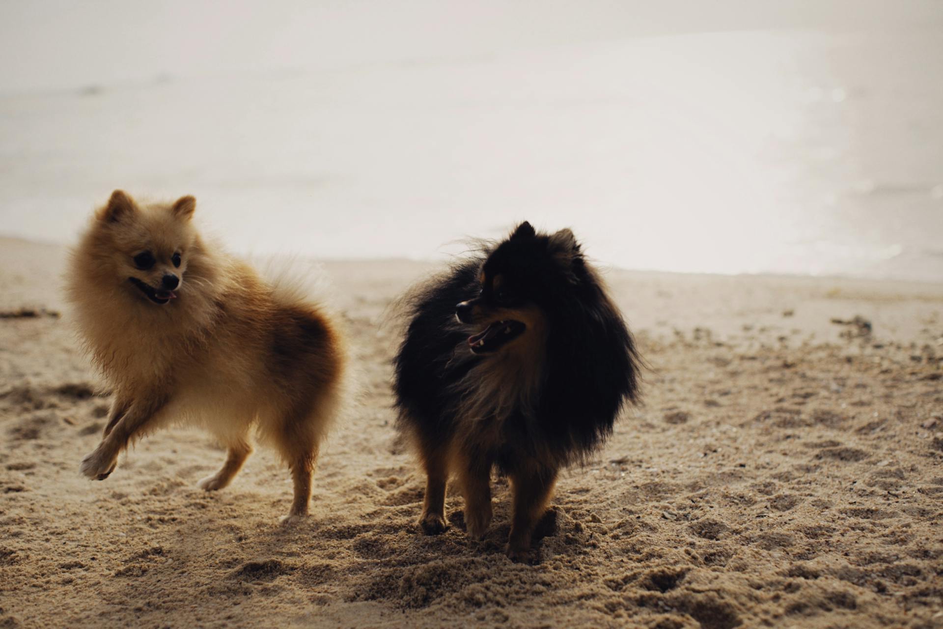 Black and White Pomeranian on Beach Sand