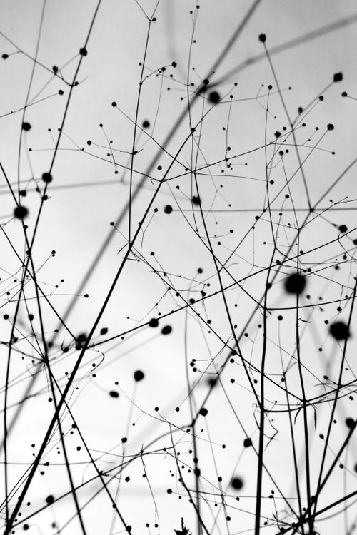 Free Artistic black and white silhouette of plant twigs with a minimalist abstract style. Stock Photo