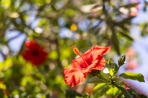 무료 꽃이 피는, 빨간 꽃, 성장의 무료 스톡 사진