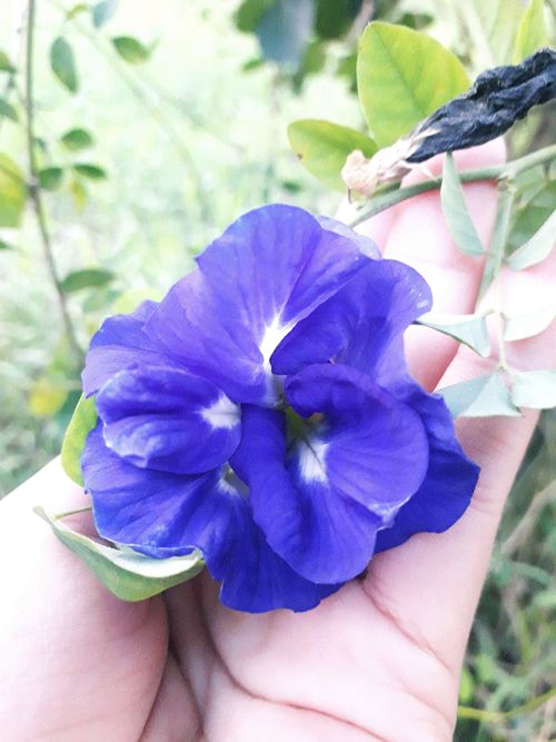 Free stock photo of blue, blue flowers, hands apart Stock Photo