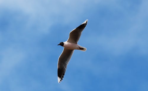 Imagine de stoc gratuită din pasăre, pasăre care zboară, pescăruș