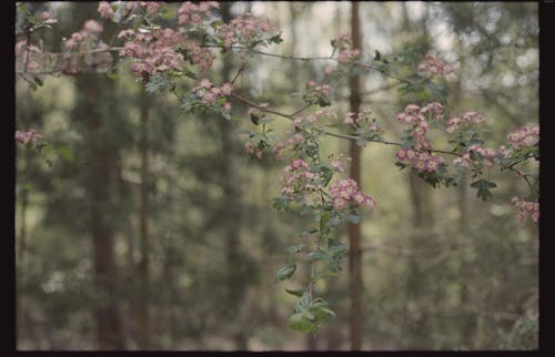 Blossoms on Branches