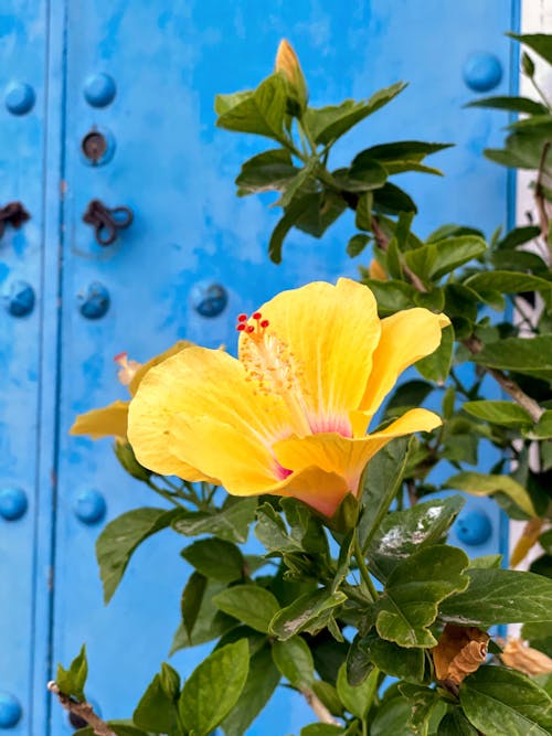 Free stock photo of flower, marbella, yellow flower Stock Photo