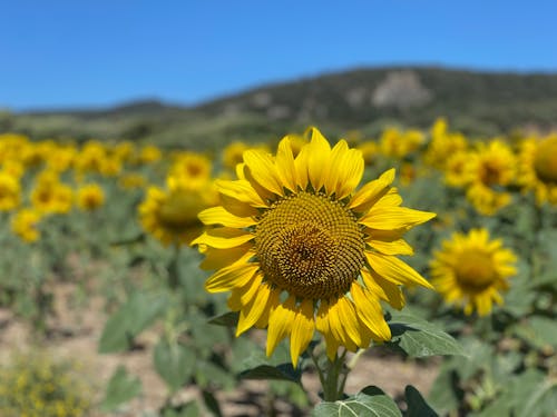Free stock photo of cadiz, girasol, sunflower Stock Photo