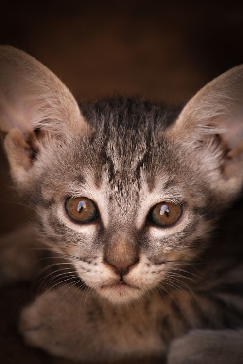 Free Adorable close-up of a young tabby kitten with a blurred background, showcasing its expressive eyes. Stock Photo