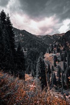 Majestic mountains and dense pine forest create a stunning natural landscape.