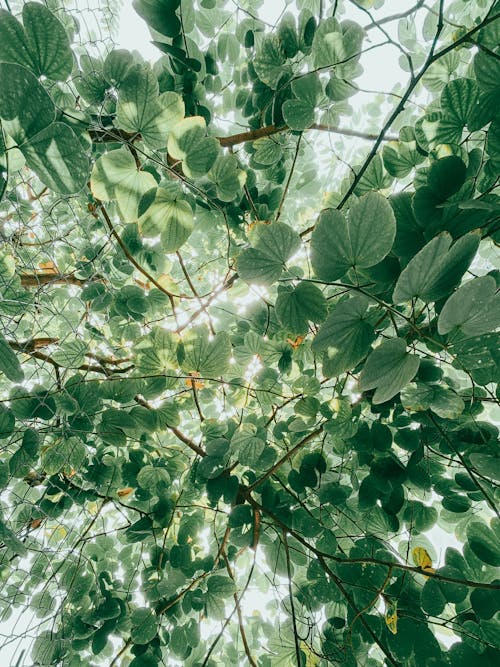 grátis Foto profissional grátis de árvore, bauhinia variegata, filiais Foto profissional