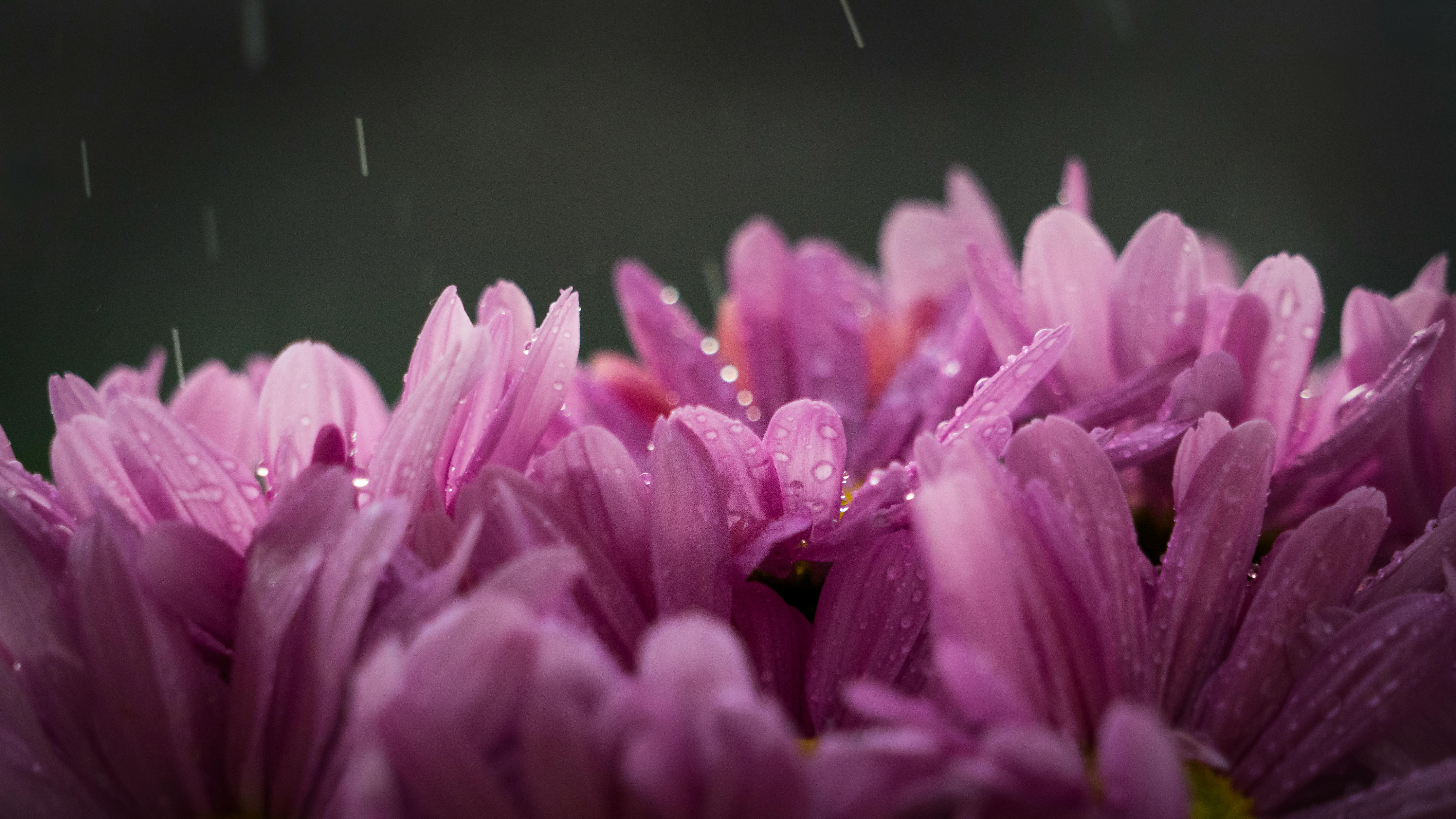 purple flower with rain drops