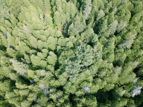 Ingyenes stockfotó erdő, fák, Kanada témában