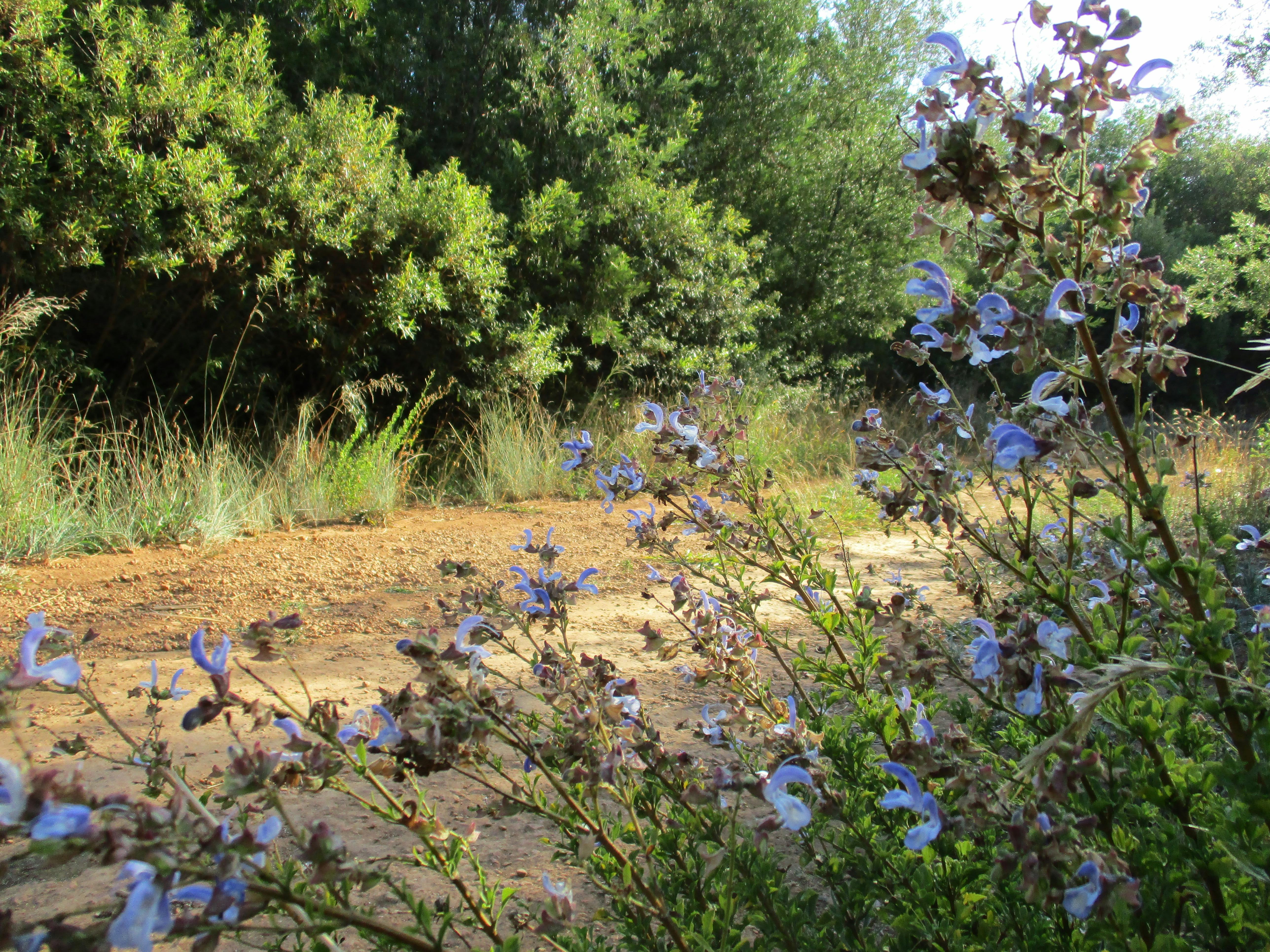 Free stock photo of purple wild flowers, wild flowers