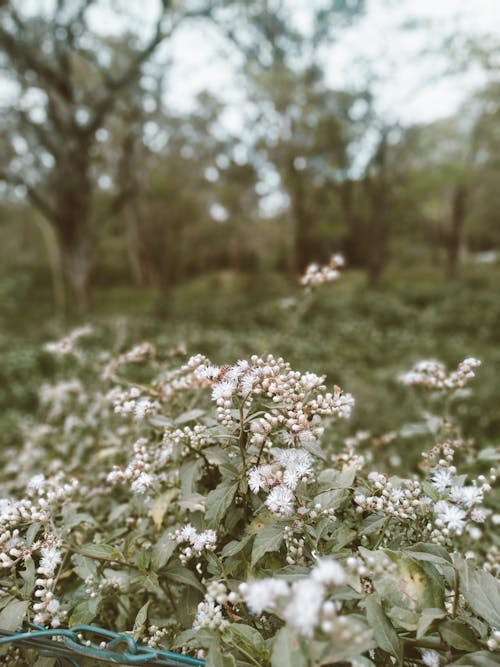 Close-up Photo of White Flowers and Green Leaves