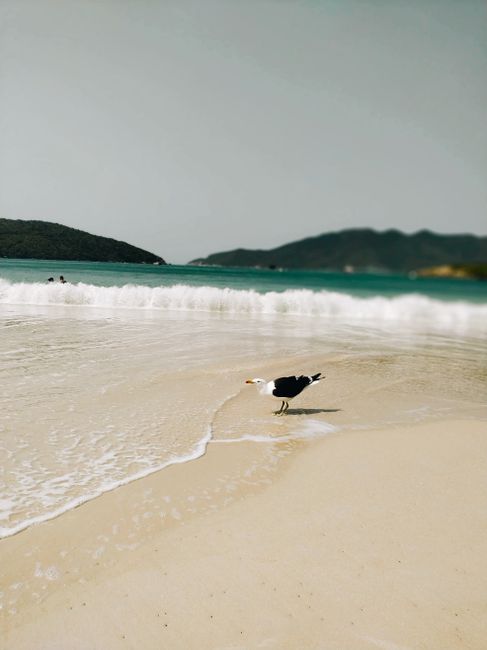 A kelp gull standing by the serene seaside, waves gently lapping the shore.