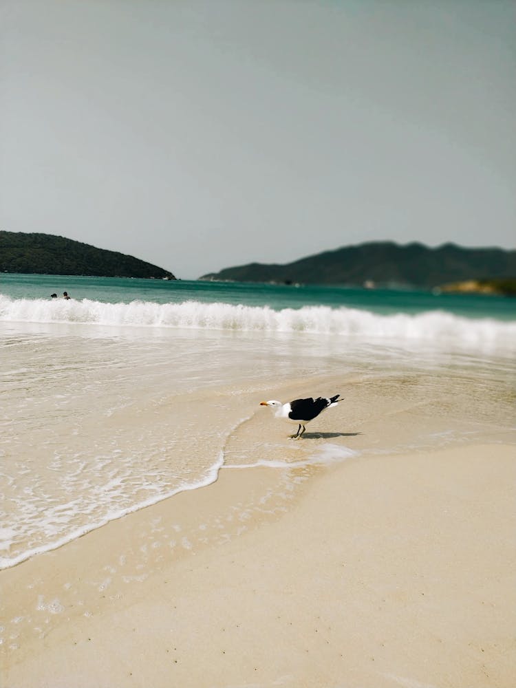 Kelp Gull On The Sea Shore