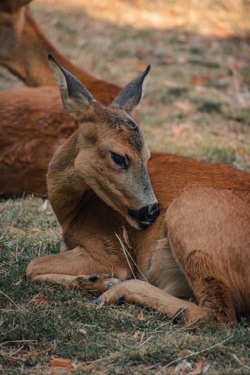 Brown Deer Lying on Green Grass