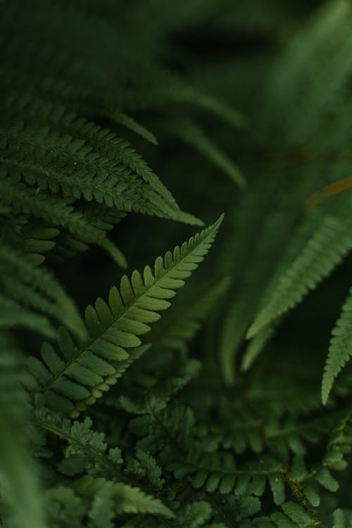 Selective Focus of Green Fern Leaves 