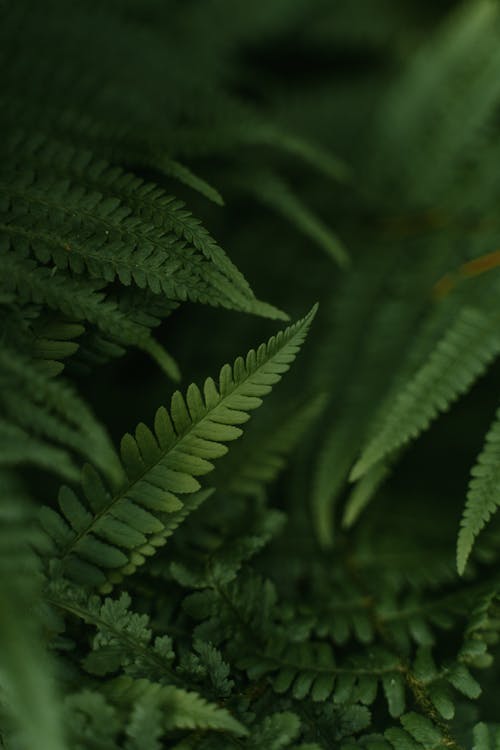 Foto profissional grátis de foco seletivo, folhagem, folhas verdes