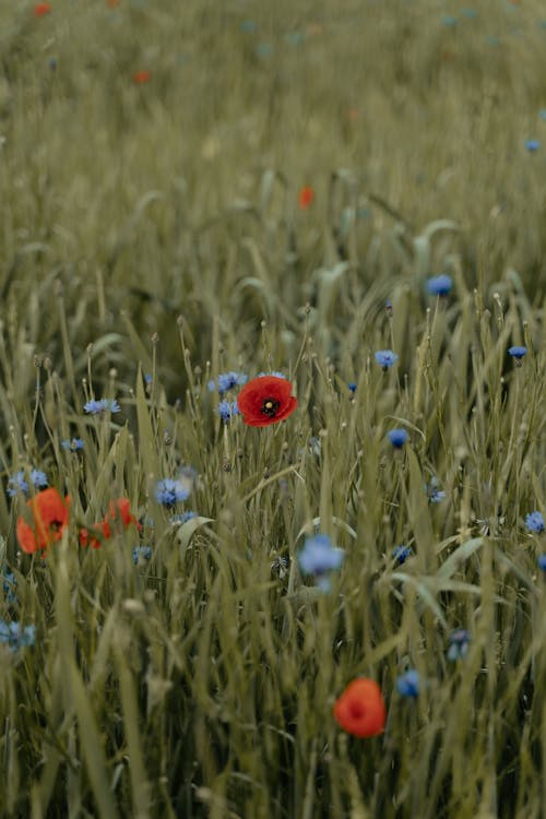 Foto d'estoc gratuïta de camp, enfocament selectiu, flors