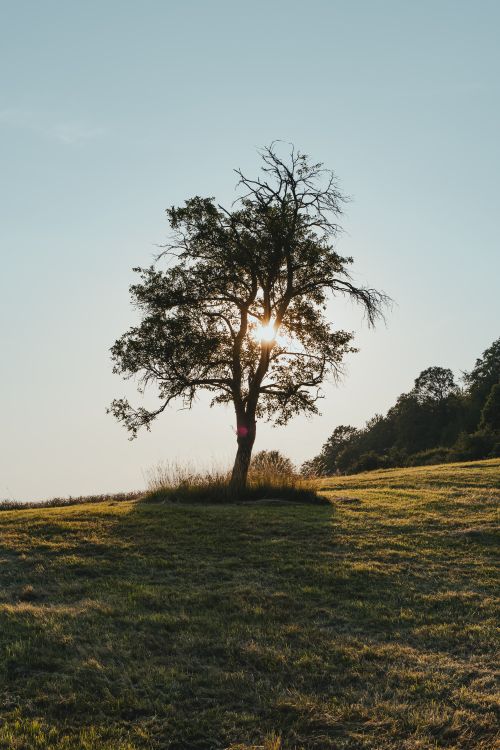 Free A majestic tree stands alone in a sunlit field during sunset, casting a shadow. Stock Photo