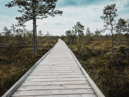 Free Experience the serene beauty of an Estonian nature reserve with this scenic wooden walkway. Stock Photo