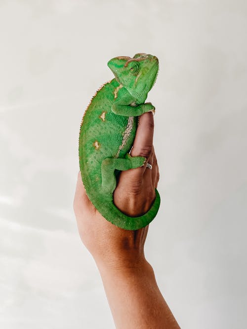 A Veiled Chameleon on a Person's Hand