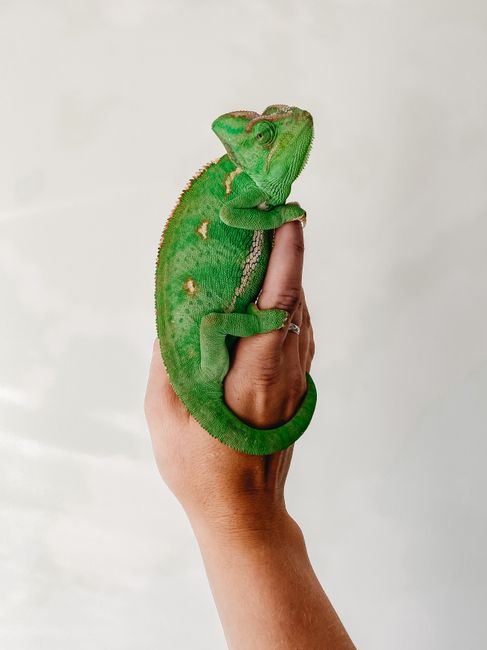 A veiled chameleon (Chamaeleo calyptratus) grasping a hand against a plain background.