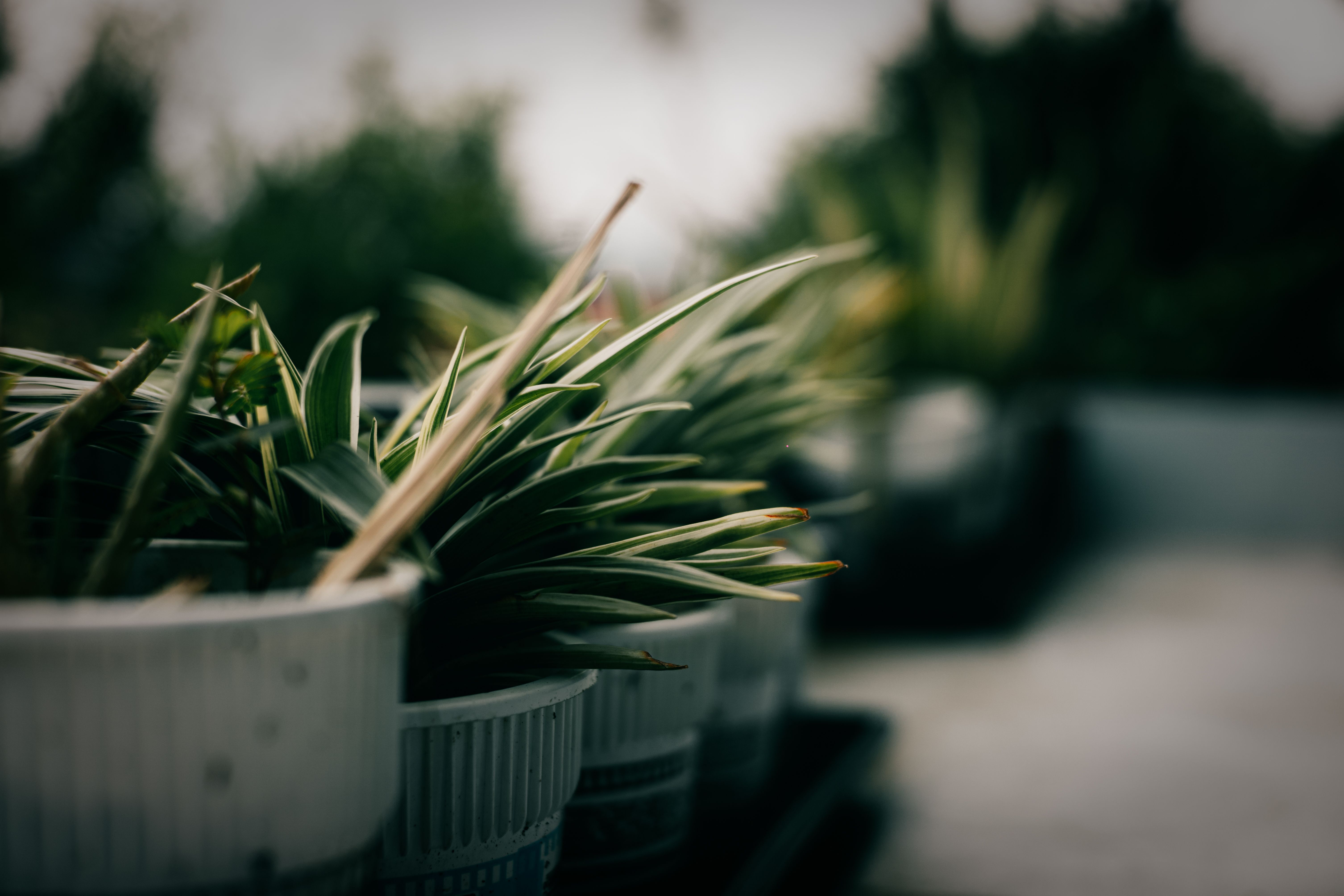 L'engrais vert maison qui transforme vos plantes