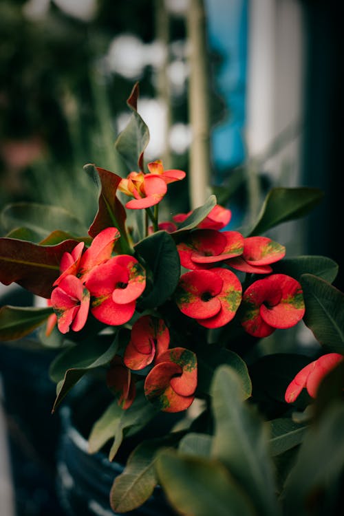 Red Flowers With Green Leaves