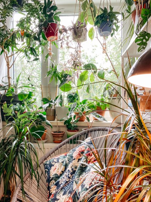 Free Bright indoor nook with vibrant foliage, hanging plants, and comfy seating. Stock Photo