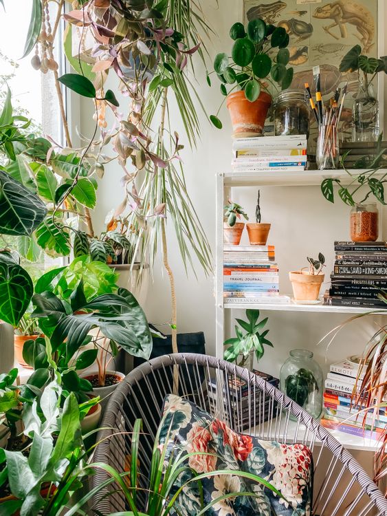 Green Plant on White Wooden Shelf · Free Stock Photo