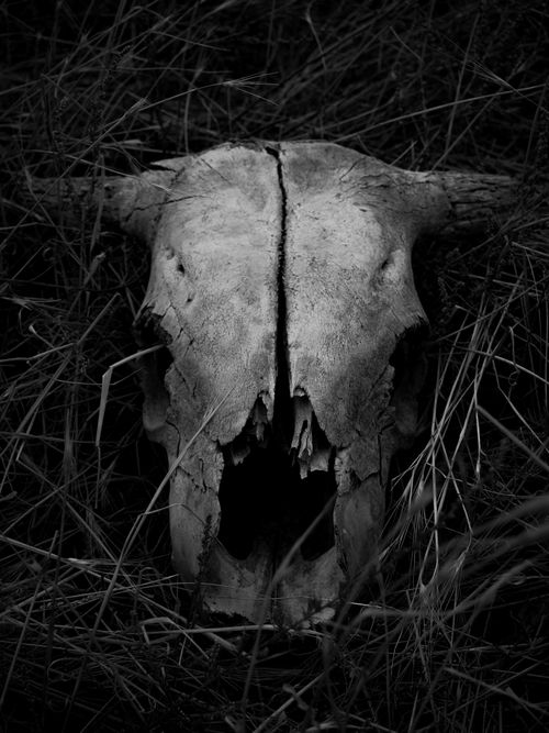 Free Black and white close-up of an animal skull partially buried in grass, captured in monochrome tones. Stock Photo