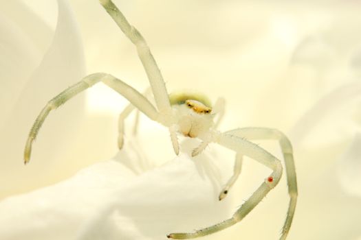 Detailed macro photography of a white crab spider camouflaged on a flower.