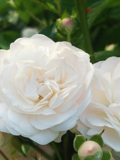 Close-up of White Roses