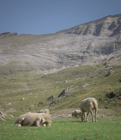 Foto d'estoc gratuïta de animals, camp d'herba, forma de terra