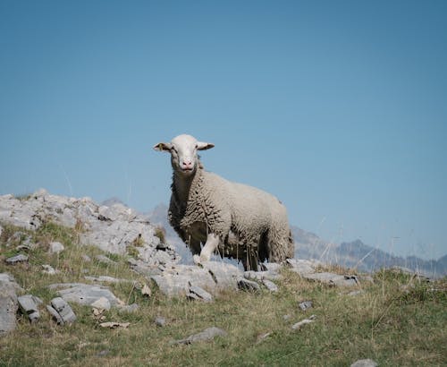 Fotobanka s bezplatnými fotkami na tému hospodárske zviera, modrá obloha, ovca