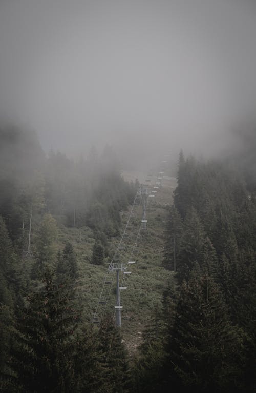 Drone Shot of Pine Trees