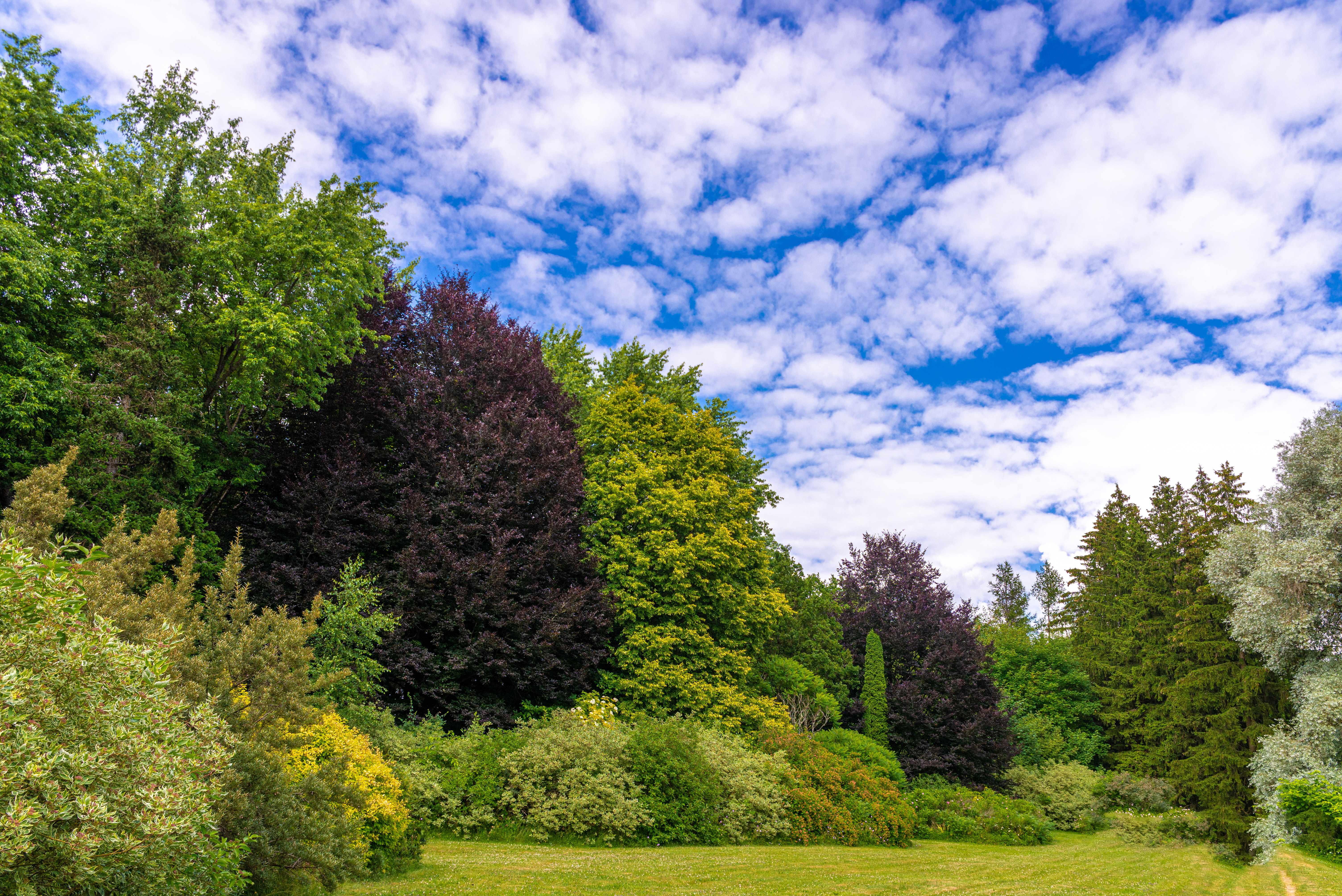 Photos gratuites de arbres, bleu, bosquet