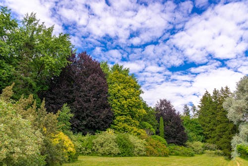 Бесплатное стоковое фото с голубое небо, деревья, живописный
